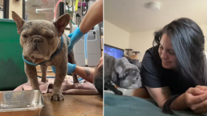 Illustration : Recueilli dans un sac plastique, ce Bouledogue Français trouve refuge auprès d'une soigneuse qui débourse 3400 euros pour son opération et refuse de le renvoyer au refuge (vidéo)