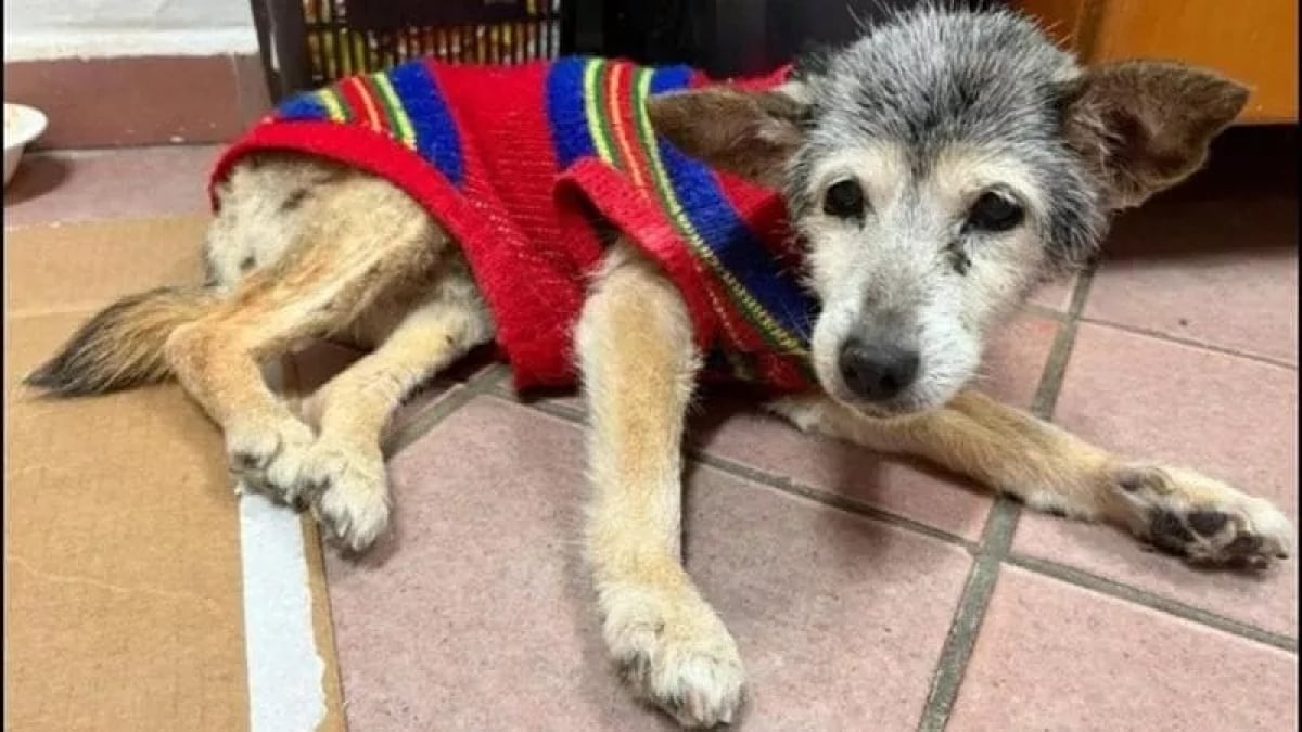 Illustration : "À plus de 25 ans, cette adorable petite chienne devient le deuxième toutou le plus âgé au monde"
