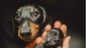 Illustration : "16 photos de chiens et de chats avec leurs petits qui vous feront fondre à coup sûr"