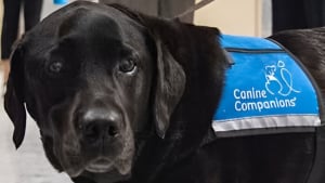 Illustration : Après 10 ans à réconforter victimes et témoins, ce chien d'assistance judiciaire quitte le tribunal sous les applaudissements