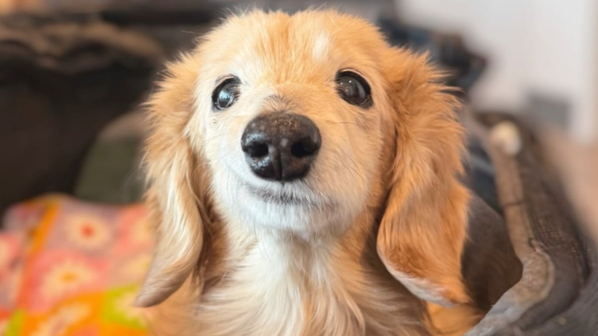 Illustration : "Le sourire attendrissant et unique de cette chienne séniore fait fondre tous ceux qui croisent son regard"