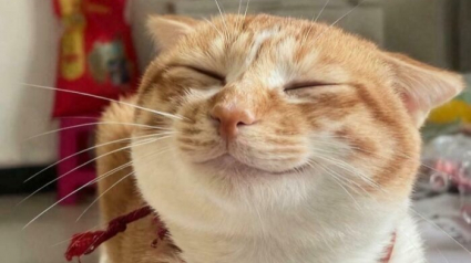 Illustration : 15 animaux qui vous donneront le sourire &agrave; coup s&ucirc;r