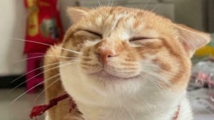 Illustration : "15 animaux qui vous donneront le sourire à coup sûr"