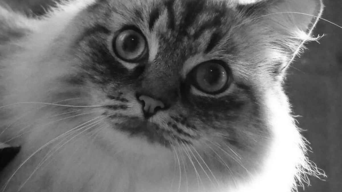 Illustration : "9 photos en noir et blanc qui révèlent l'élégance des chats"