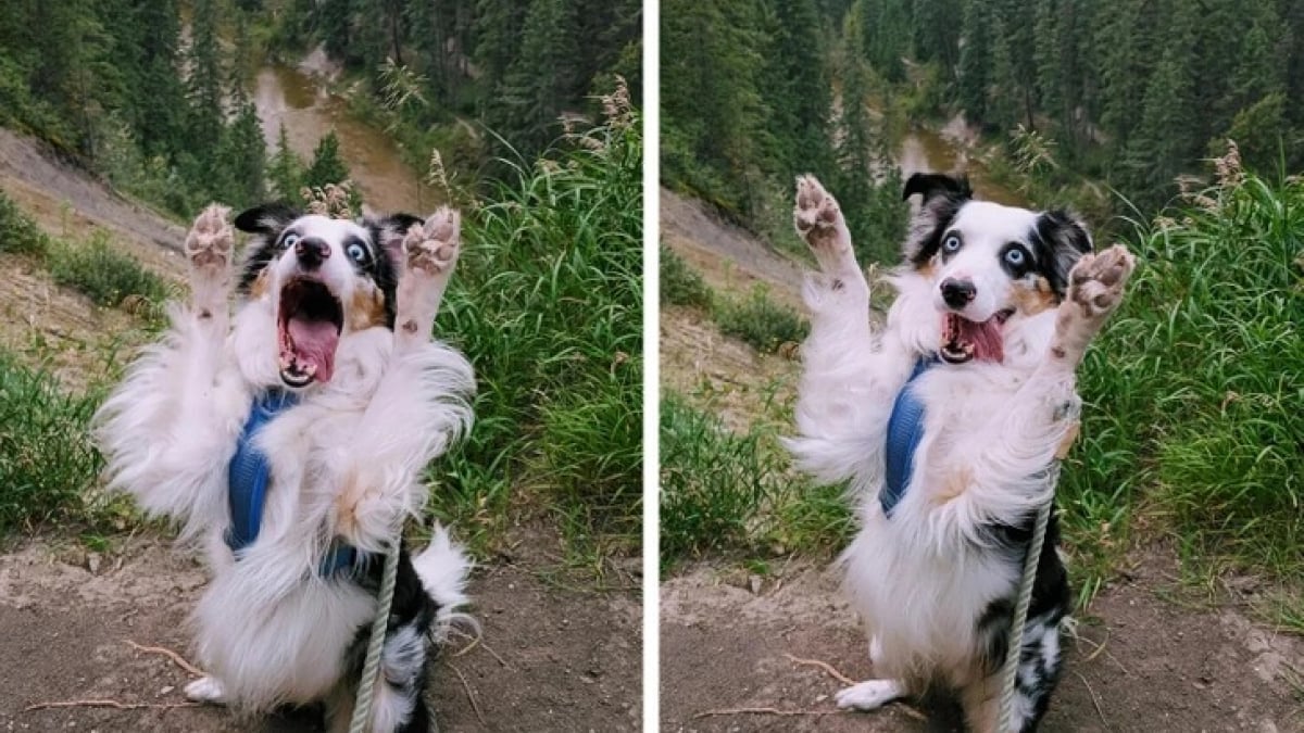 Illustration : "10 photos de chats et chiens amusantes pour égayer une journée maussade"