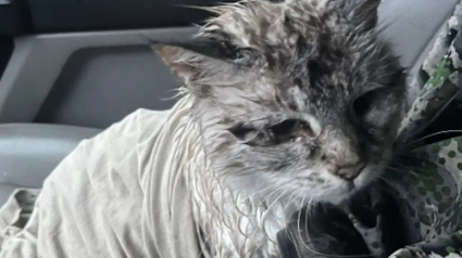Illustration : « Je ne pouvais pas la laisser là », cet automobiliste découvre une chatte séniore épuisée et transforme son destin sous l’orage