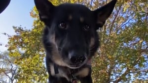 Illustration : Alors que le froid s’installait, une fillette de 2 ans perdue dans une forêt immense est secourue grâce au travail exceptionnel d’une chienne de recherche