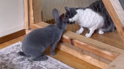 Illustration : Un lapin et un chat ont mis en place un rituel matinal qui prouve que l&rsquo;amiti&eacute; n&rsquo;a pas de fronti&egrave;res (vid&eacute;o)