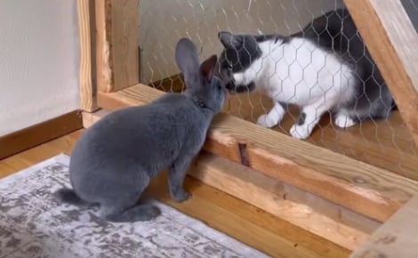 Un lapin et un chat ont mis en place un rituel matinal qui prouve que l’amitié n’a pas de frontières (vidéo)