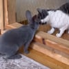 Illustration : Un lapin et un chat ont mis en place un rituel matinal qui prouve que l’amitié n’a pas de frontières (vidéo)