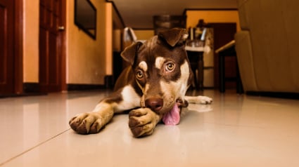 Illustration : 8 signes qui prouvent que votre chien fait des allergies