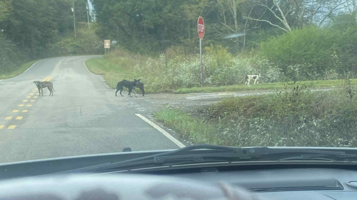 Illustration : "Sur une route isolée, des sauveteurs découvrent plus de 60 chiens abandonnés et se mobilisent pour les sauver"