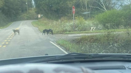 Illustration : Sur une route isol&eacute;e, des sauveteurs d&eacute;couvrent plus de 60 chiens abandonn&eacute;s et se mobilisent pour les sauver
