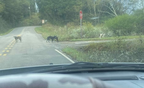 Sur une route isolée, des sauveteurs découvrent plus de 60 chiens abandonnés et se mobilisent pour les sauver
