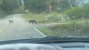 Illustration : Sur une route isolée, des sauveteurs découvrent plus de 60 chiens abandonnés et se mobilisent pour les sauver
