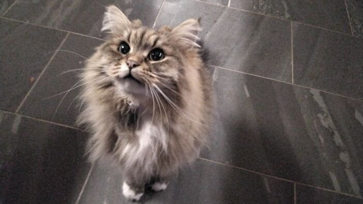 Illustration : "15 photos irrésistibles de chats et chiens partagées par leurs propriétaires"