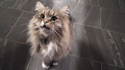 Illustration : 15 photos irrésistibles de chats et chiens partagées par leurs propriétaires