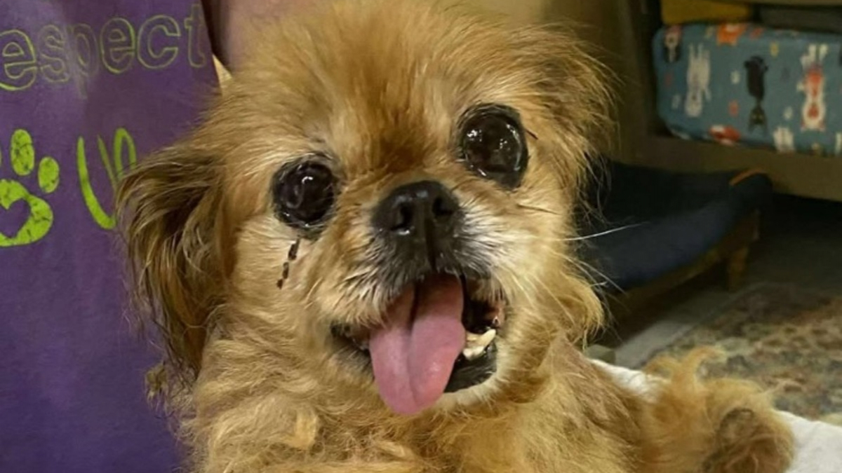 Illustration : "A 16 ans, cette chienne perd son maître mais retrouve l'amour dans un nouveau foyer"