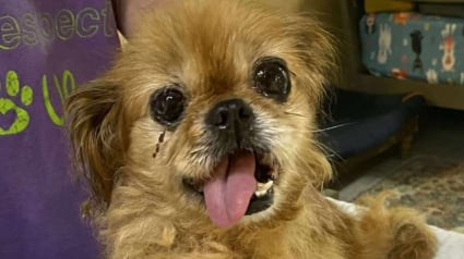 Illustration : A 16 ans, cette chienne perd son ma&icirc;tre mais retrouve l'amour dans un nouveau foyer