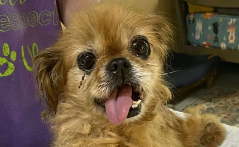 A 16 ans, cette chienne perd son maître mais retrouve l'amour dans un nouveau foyer