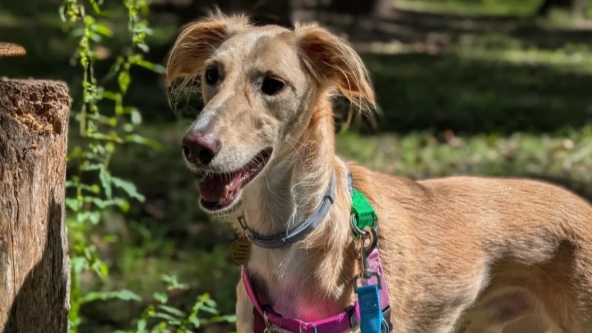 Illustration : "Le résultat d'un test ADN réalisé sur un prétendu Lévrier sauvé n'est pas du tout celui qu'attendait sa maîtresse (vidéo)"