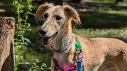 Illustration : Le r&eacute;sultat d'un test ADN r&eacute;alis&eacute; sur un pr&eacute;tendu L&eacute;vrier sauv&eacute; n'est pas du tout celui qu'attendait sa ma&icirc;tresse (vid&eacute;o)