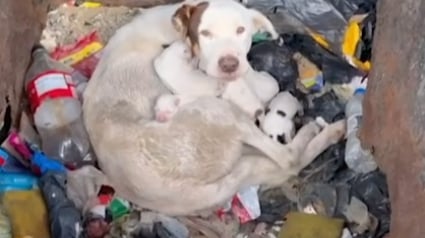 Illustration : Elle ouvre le couvercle d&rsquo;une poubelle et d&eacute;couvre une m&egrave;re chienne implorant son aide aux c&ocirc;t&eacute;s de ses nouveau-n&eacute;s