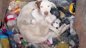 Illustration : Elle ouvre le couvercle d’une poubelle et découvre une mère chienne implorant son aide aux côtés de ses nouveau-nés