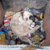 Illustration : Elle ouvre le couvercle d’une poubelle et découvre une mère chienne implorant son aide aux côtés de ses nouveau-nés
