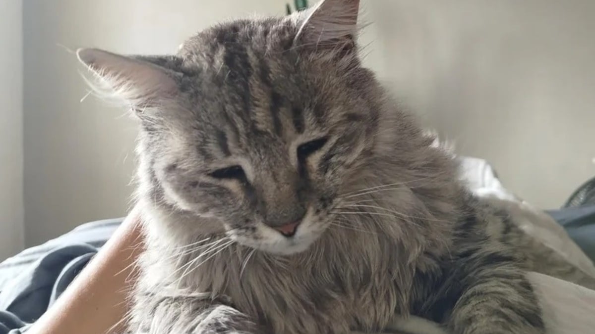 Illustration : "Il reçoit la visite d’un chat inconnu qui revient ensuite chaque soir réclamer des câlins"