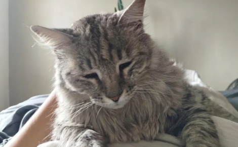 Il reçoit la visite d’un chat inconnu qui revient ensuite chaque soir réclamer des câlins