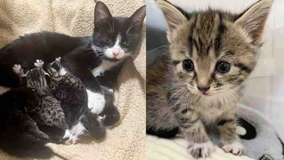 Illustration : "Rassurée par les gestes bienveillants d’une bénévole, cette chatte errante finit par lui témoigner sa confiance de la plus adorable des façons (vidéo)"