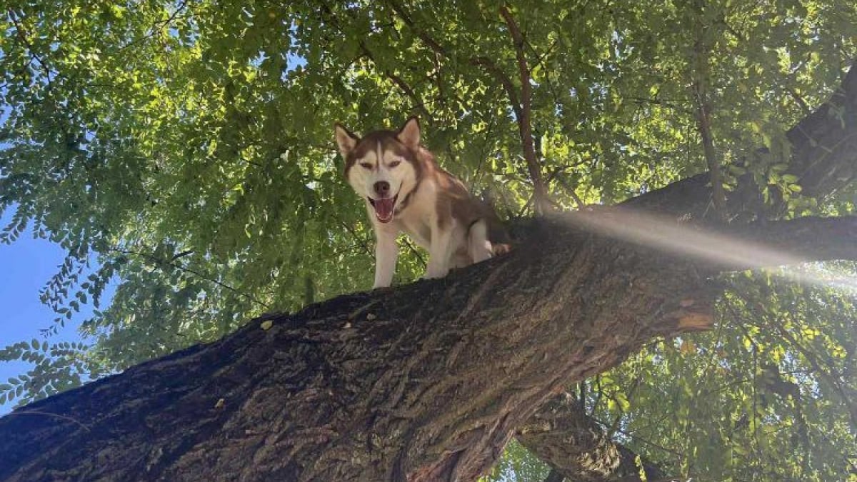 Illustration : "Se prenant pour un écureuil, cette chienne se retrouve coincée dans un arbre et provoque l’intervention des secours pour un sauvetage inédit"
