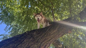 Illustration : Se prenant pour un écureuil, cette chienne se retrouve coincée dans un arbre et provoque l’intervention des secours pour un sauvetage inédit