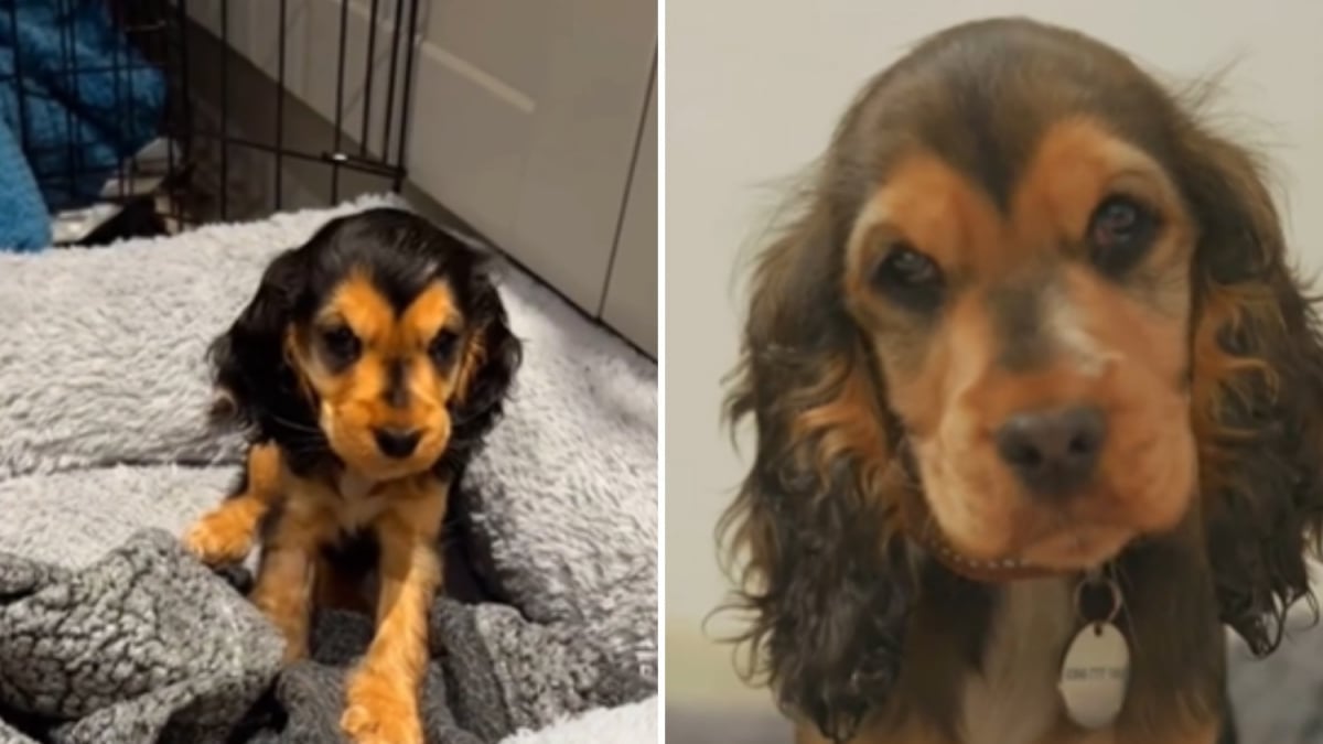 Illustration : "Fragile et aveugle à son arrivée, cette chienne reprend goût à la vie grâce à sa bienfaitrice avant d’être adoptée en un temps record (vidéo)"