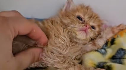 Illustration : Ce chaton sale et en mauvaise sant&eacute; ne s&rsquo;attendait pas &agrave; ce que sa vie change &agrave; ce point en rencontrant sa famille d&rsquo;accueil (vid&eacute;o)