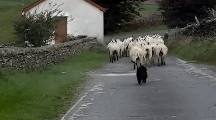 Illustration : Sous le regard surpris des passants, un Teckel s&rsquo;active aupr&egrave;s des moutons comme s&rsquo;il avait toujours &eacute;t&eacute; berger (vid&eacute;o)