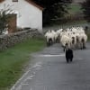 Illustration : Sous le regard surpris des passants, un Teckel s’active auprès des moutons comme s’il avait toujours été berger (vidéo)