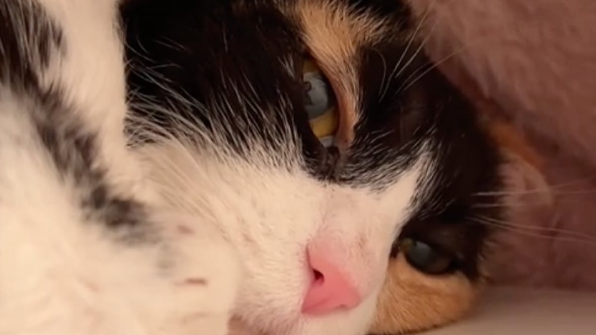 Illustration : "En deuil de sa maîtresse, cette chatte qui restait en retrait accepte l’aide de celle qui est devenue sa nouvelle amie (vidéo)"