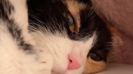 Illustration : En deuil de sa ma&icirc;tresse, cette chatte qui restait en retrait accepte l&rsquo;aide de celle qui est devenue sa nouvelle amie (vid&eacute;o)