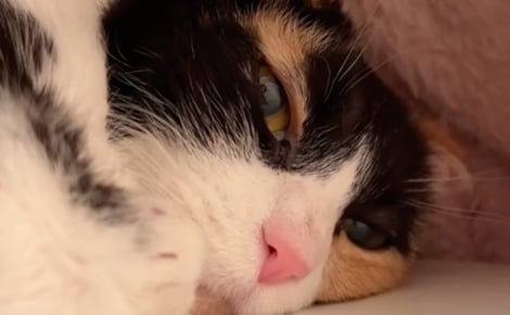 En deuil de sa maîtresse, cette chatte qui restait en retrait accepte l’aide de celle qui est devenue sa nouvelle amie (vidéo)