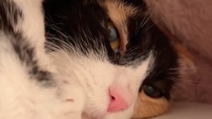 Illustration : En deuil de sa maîtresse, cette chatte qui restait en retrait accepte l’aide de celle qui est devenue sa nouvelle amie (vidéo)