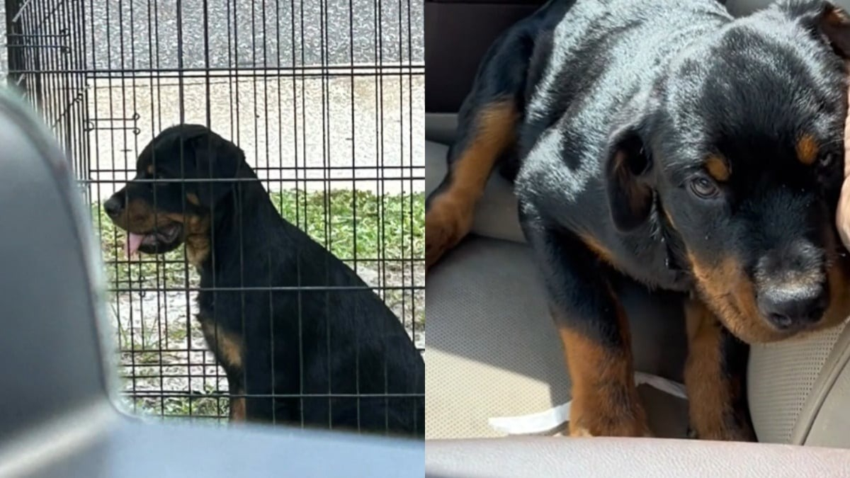 Illustration : "Enfermé dans une cage en plein soleil en attendant d’être vendu à un passant, ce chiot Rottweiler tombe sur une âme charitable qui lui sauve la vie (vidéo)"