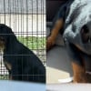 Illustration : Enferm&eacute; dans une cage en plein soleil en attendant d&rsquo;&ecirc;tre vendu &agrave; un passant, ce chiot Rottweiler tombe sur une &acirc;me charitable qui lui sauve la vie (vid&eacute;o)