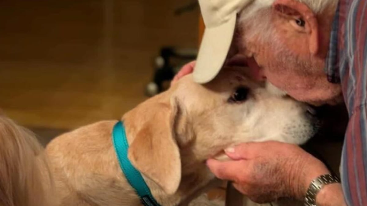 Illustration : "Après 2 semaines d’angoisse, un homme de 93 ans retrouve sa chienne perdue grâce à une belle mobilisation"