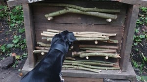 Illustration : En arrivant au parc, les chiens découvrent une étagère de bâtons qui devient leur nouveau lieu de rencontre