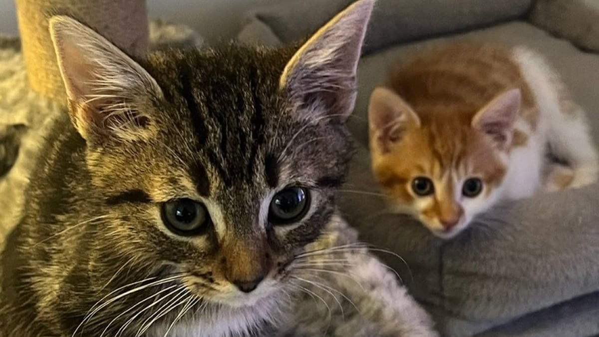 Illustration : "Confié à un jeune homme en pleine rue, ce très jeune chaton croise la route d’un ami félin devenu son complice pour la vie"