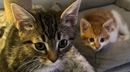 Illustration : Confi&eacute; &agrave; un jeune homme en pleine rue, ce tr&egrave;s jeune chaton croise la route d&rsquo;un ami f&eacute;lin devenu son complice pour la vie