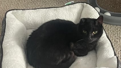 Illustration : &laquo; M&ecirc;me s'il ne nous aimait pas, il nous manquera &raquo;, apr&egrave;s la disparition de son chat, elle re&ccedil;oit un courrier inattendu de sa v&eacute;t&eacute;rinaire