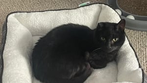 Illustration : « Même s'il ne nous aimait pas, il nous manquera », après la disparition de son chat, elle reçoit un courrier inattendu de sa vétérinaire